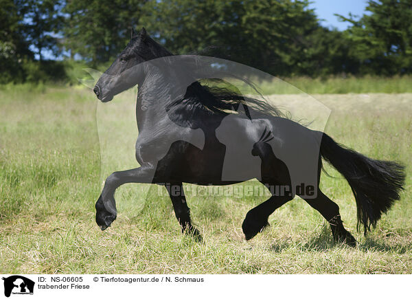 trabender Friese / trotting Friesian horse / NS-06605