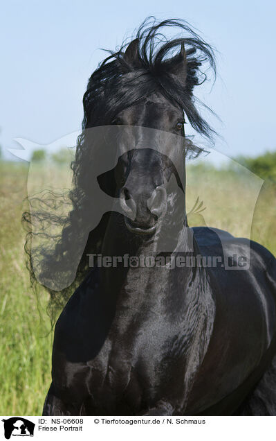 Friese Portrait / Friesian horse portrait / NS-06608