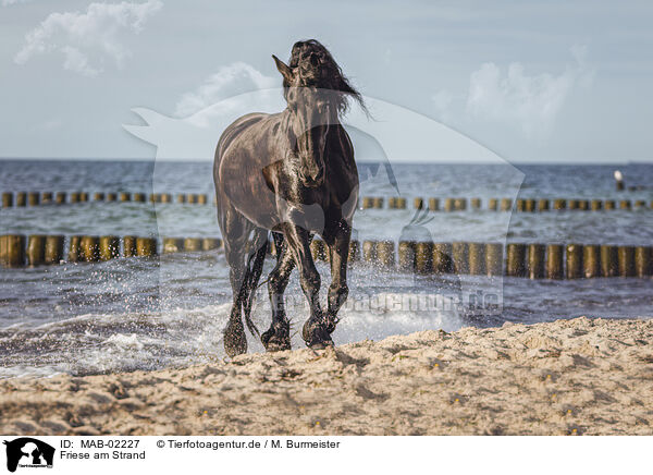 Friese am Strand / Frisian Horse at the beach / MAB-02227