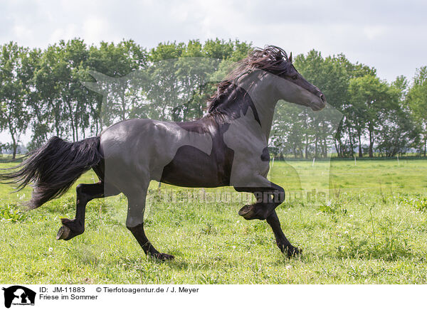 Friese im Sommer / Friesian in summer / JM-11883