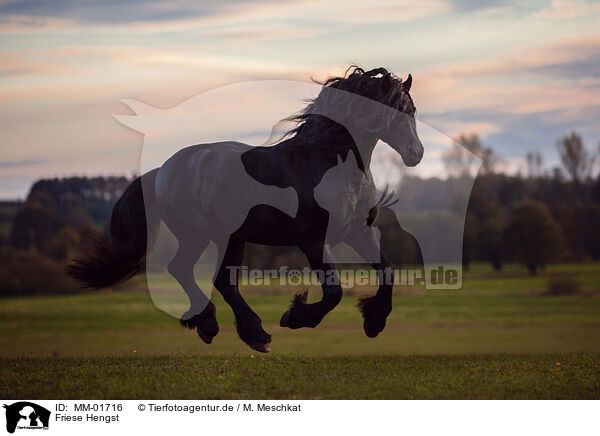Friese Hengst / Friesian stallion / MM-01716