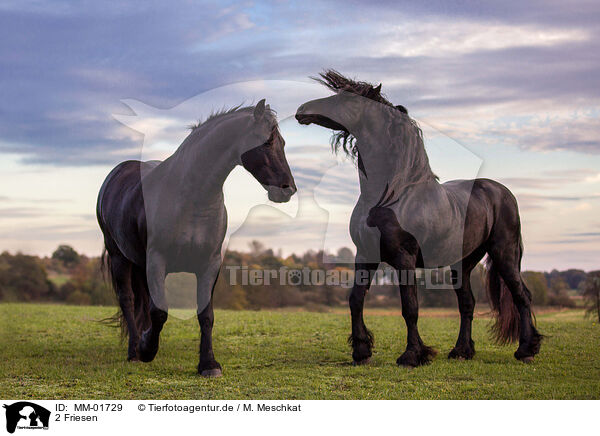 2 Friesen / 2 Friesians / MM-01729