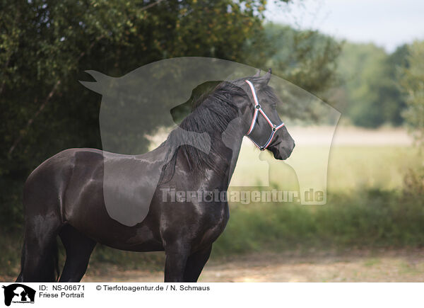 Friese Portrait / Frisian Portrait / NS-06671