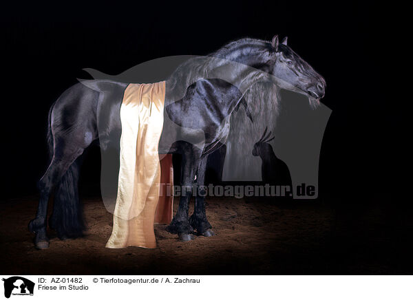 Friese im Studio / Friesian horse in studio / AZ-01482