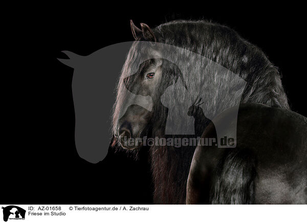 Friese im Studio / Friesian horse in studio / AZ-01658