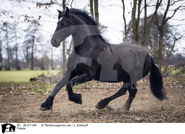 Friese / Frisian Horse / JE-01194