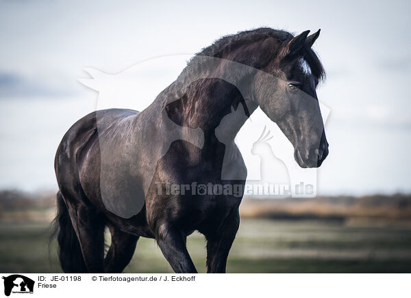 Friese / Frisian Horse / JE-01198