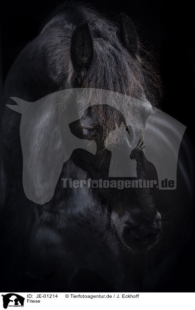 Friese / Frisian Horse / JE-01214