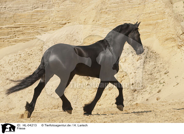 Friese / Frisian Horse / HL-04213