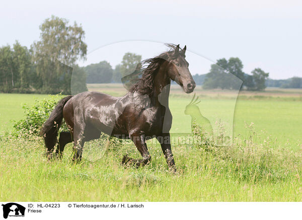 Friese / Frisian Horse / HL-04223