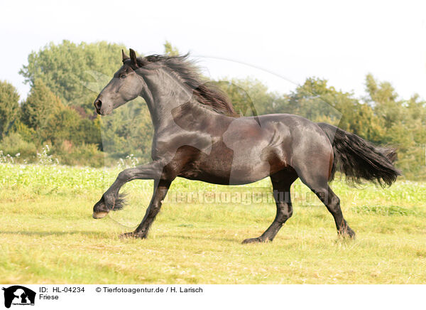 Friese / Frisian Horse / HL-04234