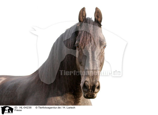 Friese / Frisian Horse / HL-04238