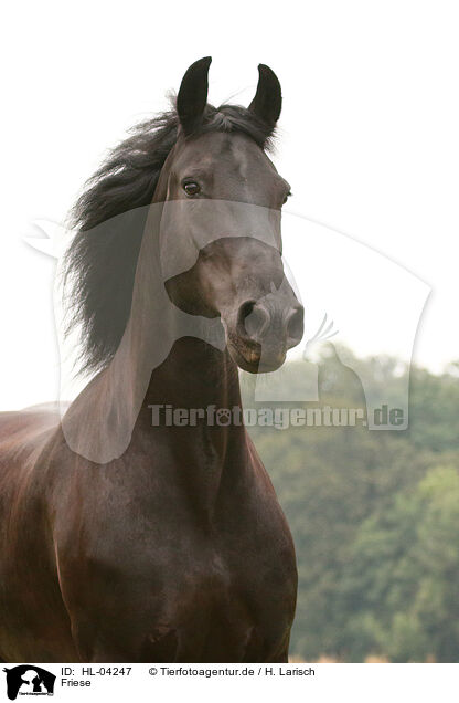 Friese / Frisian Horse / HL-04247