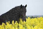 Friese Portrait