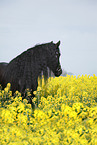 Friese Portrait