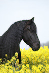 Friese Portrait