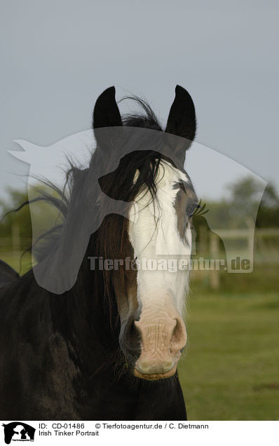 Irish Tinker Portrait / Gypsy Cob Portrait / CD-01486