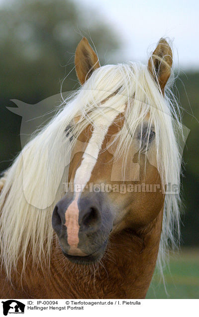Haflinger Hengst Portrait / stallion portrait / IP-00094