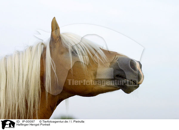 Haflinger Hengst Portrait / stallion portrait / IP-00097