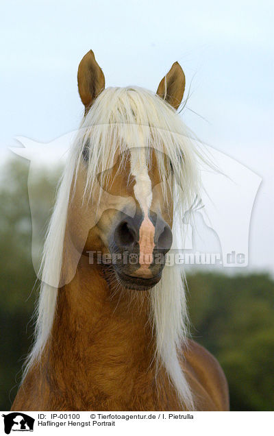 Haflinger Hengst Portrait / IP-00100