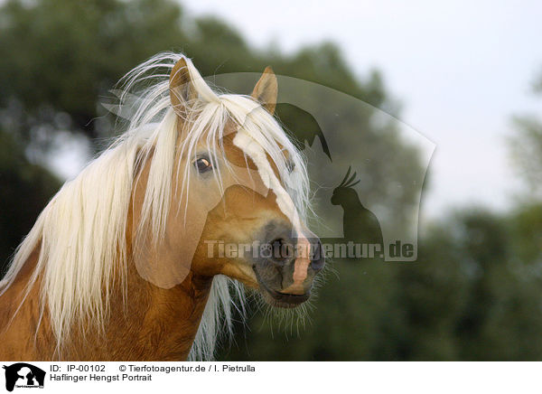Haflinger Hengst Portrait / stallion portrait / IP-00102