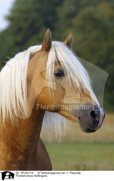 Portrait eines Haflingers / Horse Portrait / IP-00115