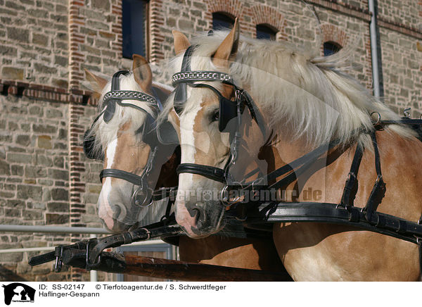 Haflinger-Gespann / Haflinger horses and carriage / SS-02147