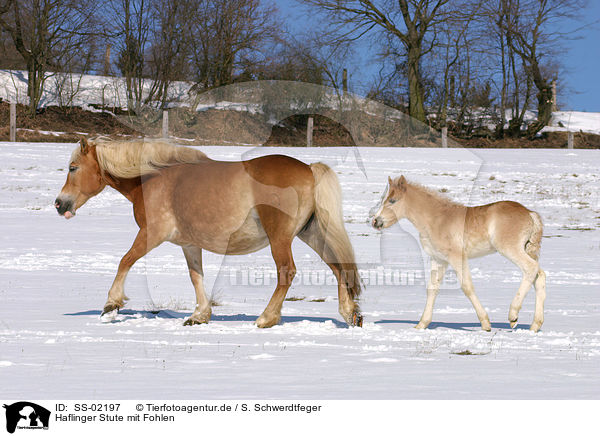 Haflinger Stute mit Fohlen / Haflinger horse mare with foal / SS-02197