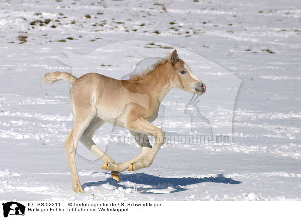 Haflinger Fohlen tobt ber die Winterkoppel / running foal / SS-02211