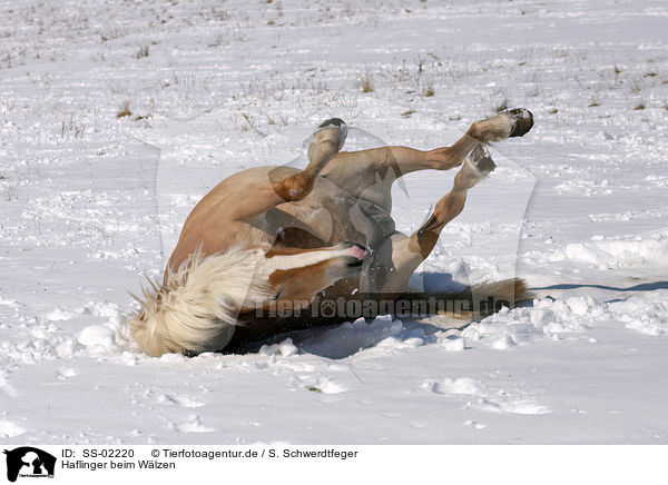 Haflinger beim Wlzen / SS-02220