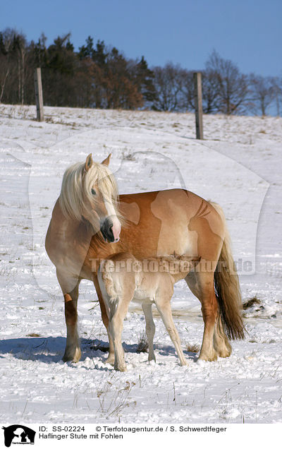 Haflinger Stute mit Fohlen / Haflinger horse mare with foal / SS-02224