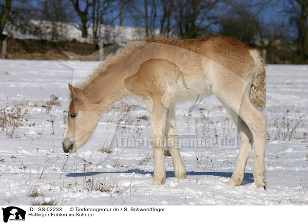 Haflinger Fohlen im Schnee / Haflinger horse foal in the snow / SS-02233