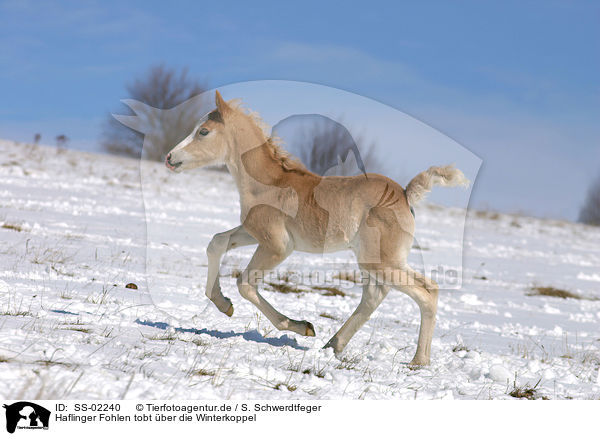 Haflinger Fohlen tobt ber die Winterkoppel / running foal / SS-02240