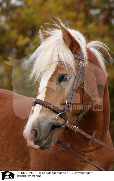 Haflinger im Portrait / Haflinger horse portrait / SS-02259