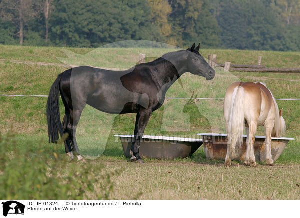 Pferde auf der Weide / IP-01324