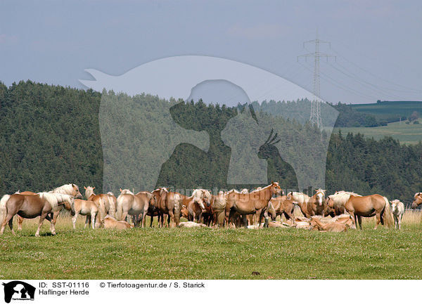Haflinger Herde / SST-01116
