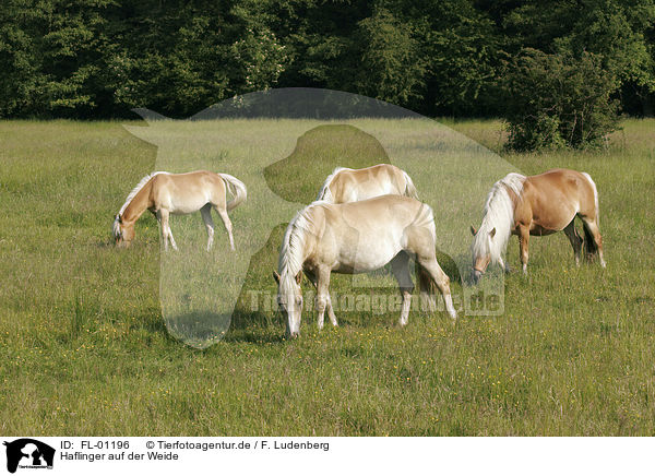 Haflinger auf der Weide / grazing horses / FL-01196