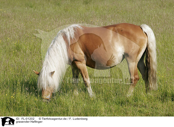grasender Haflinger / grazing horse / FL-01202