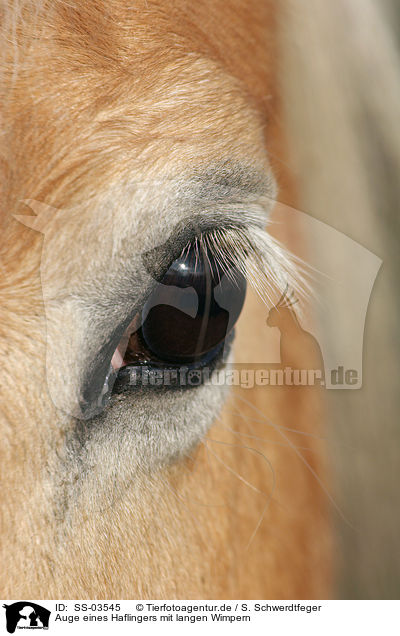 Auge eines Haflingers mit langen Wimpern / Haflinger horse eye with long eyelashes / SS-03545