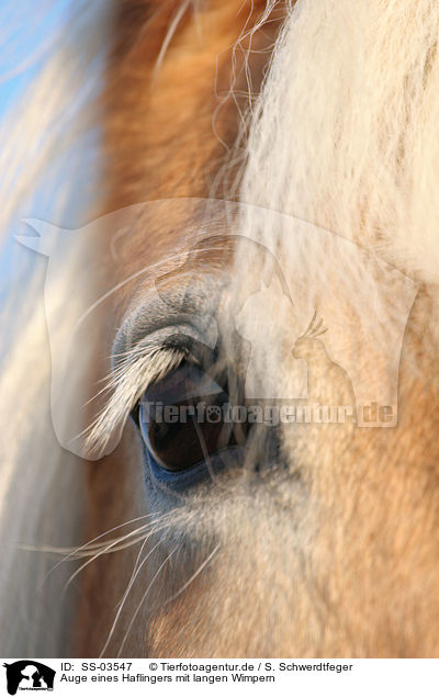 Auge eines Haflingers mit langen Wimpern / Haflinger horse eye with long eyelashes / SS-03547