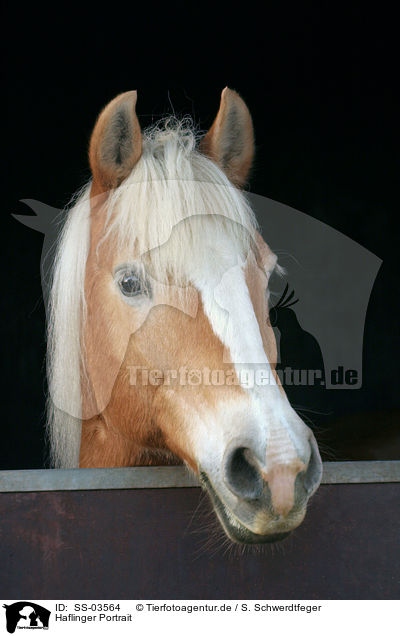 Haflinger Portrait / Haflinger horse portrait / SS-03564