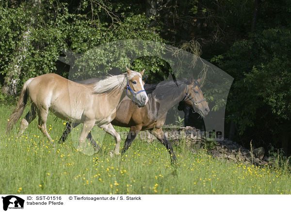 trabende Pferde / SST-01516