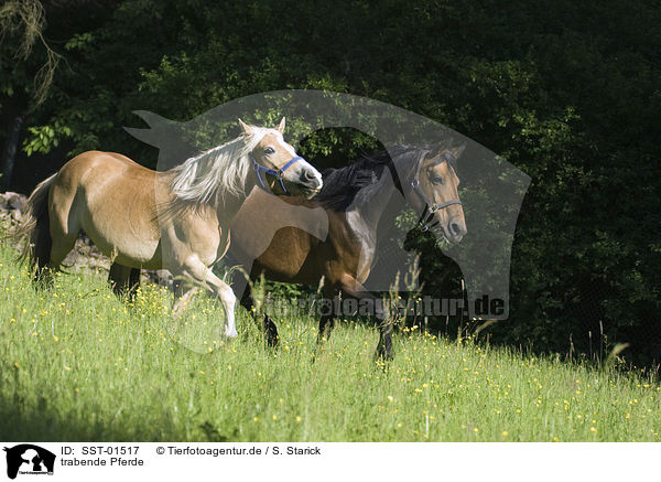 trabende Pferde / SST-01517