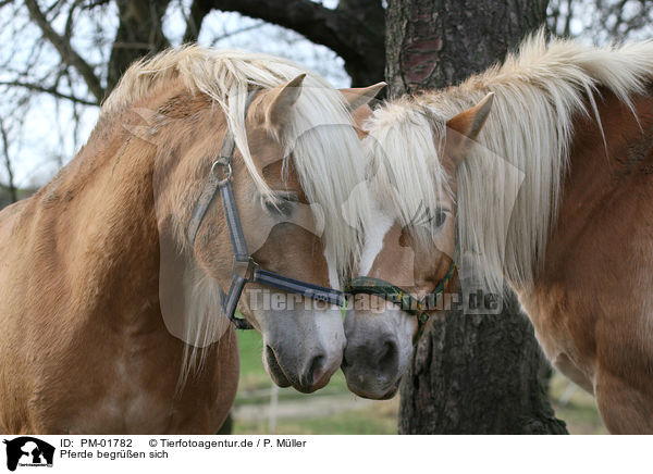 Pferde begren sich / horses / PM-01782
