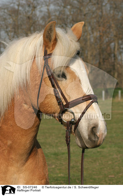 Haflinger Portrait / Haflinger horse Portrait / SS-07246