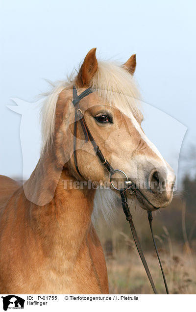 Haflinger / IP-01755