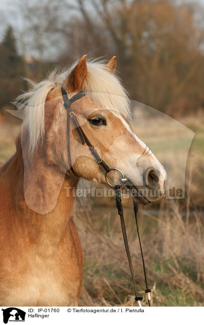 Haflinger / Haflinger / IP-01760