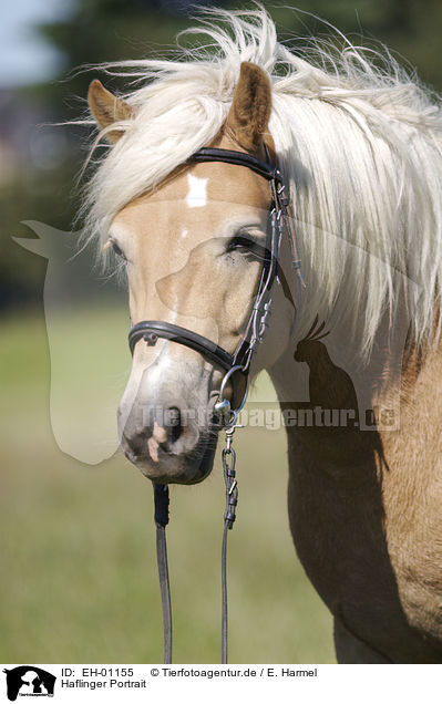 Haflinger Portrait / Haflinger Portrait / EH-01155