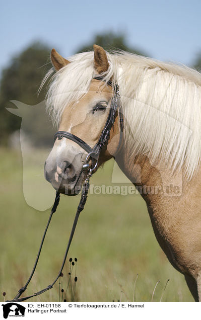 Haflinger Portrait / Haflinger Portrait / EH-01158