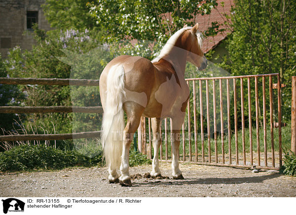 stehender Haflinger / standing horse / RR-13155